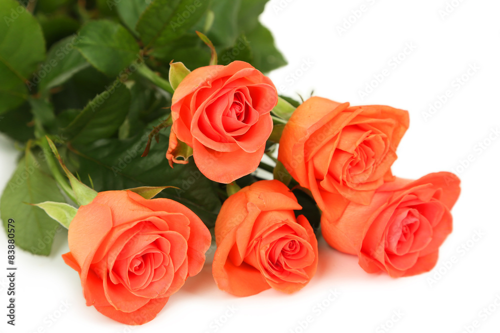 Beautiful rose on white background Beautiful rose on white background