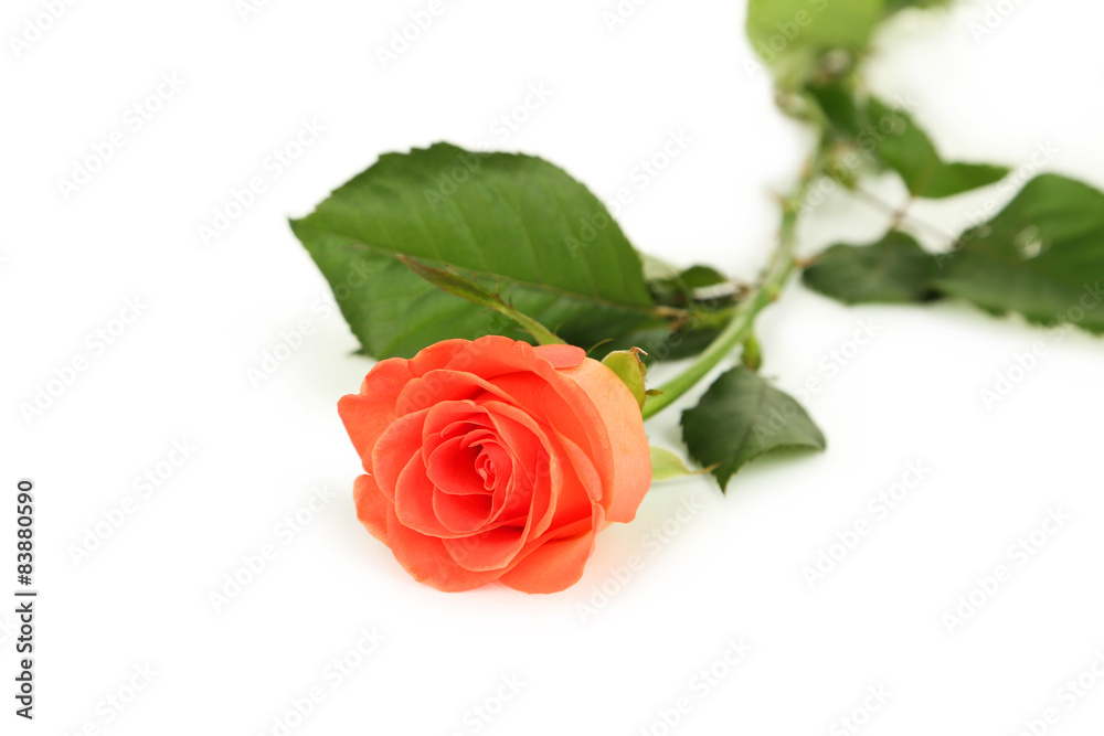 Beautiful rose on white background