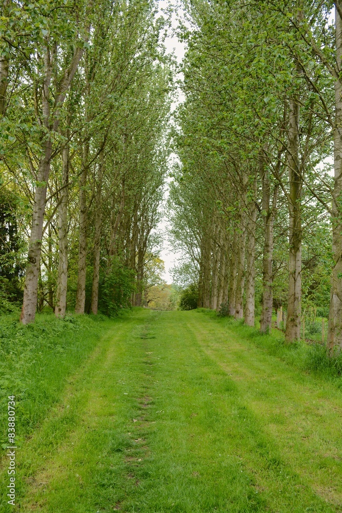 Obraz premium Woodland