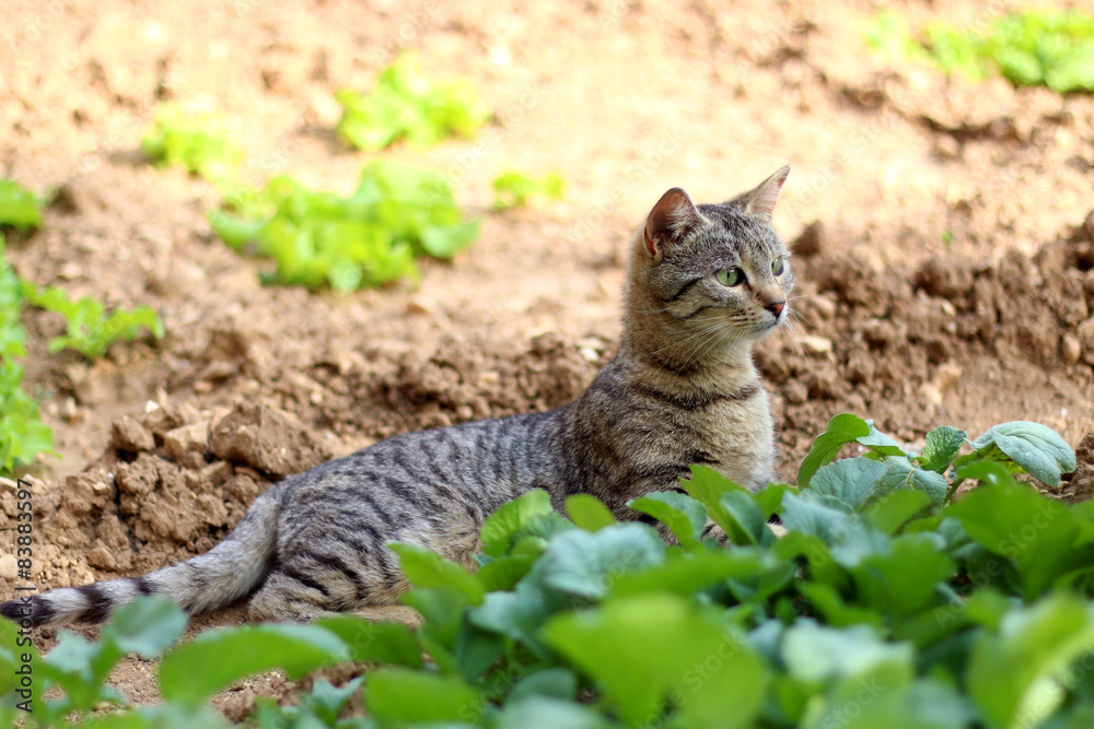 Brown tabby cat lying in the garden among the vegetables.