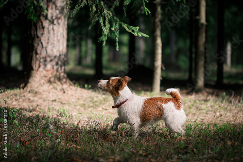 Fototapeta Naklejka Na Ścianę i Meble -  Dog Jack Russell Terrier walks on nature