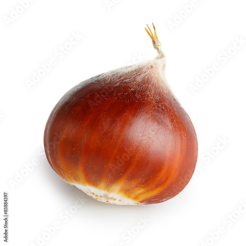 Fresh raw sweet chestnut isolated on white background photo