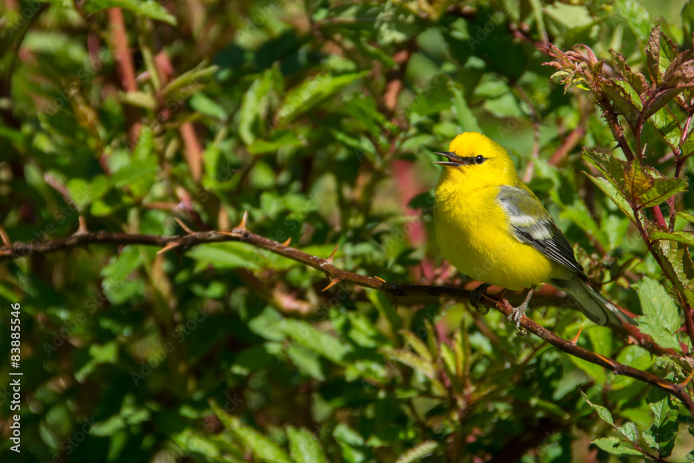 Fototapeta premium Blue-winged Warbler