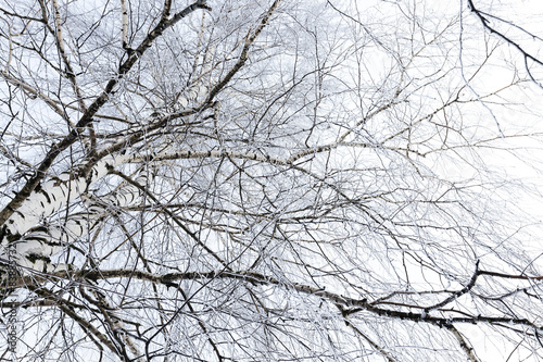 winter trees 