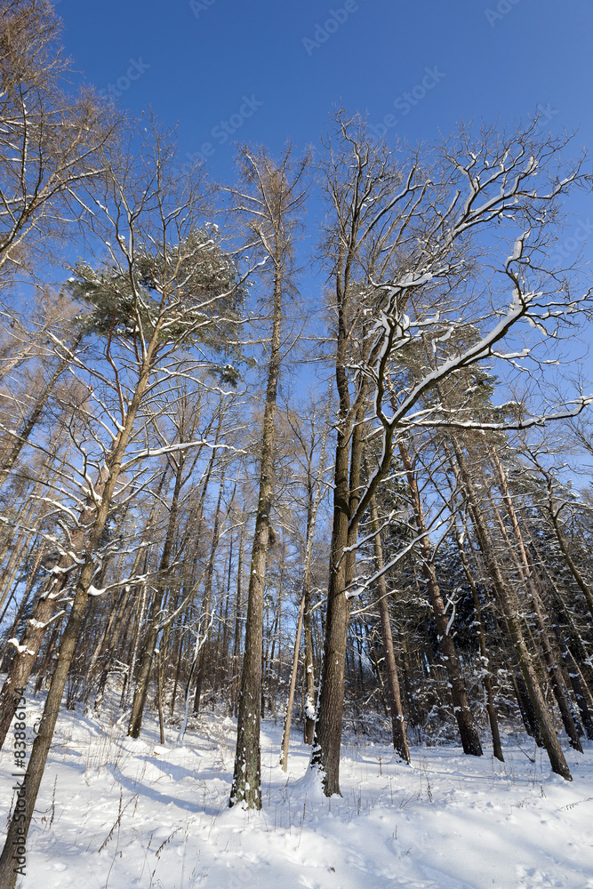 winter trees winter trees