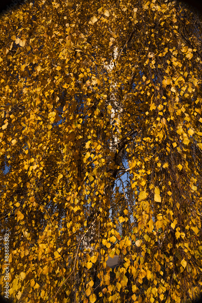 trees in the fall trees in the fall