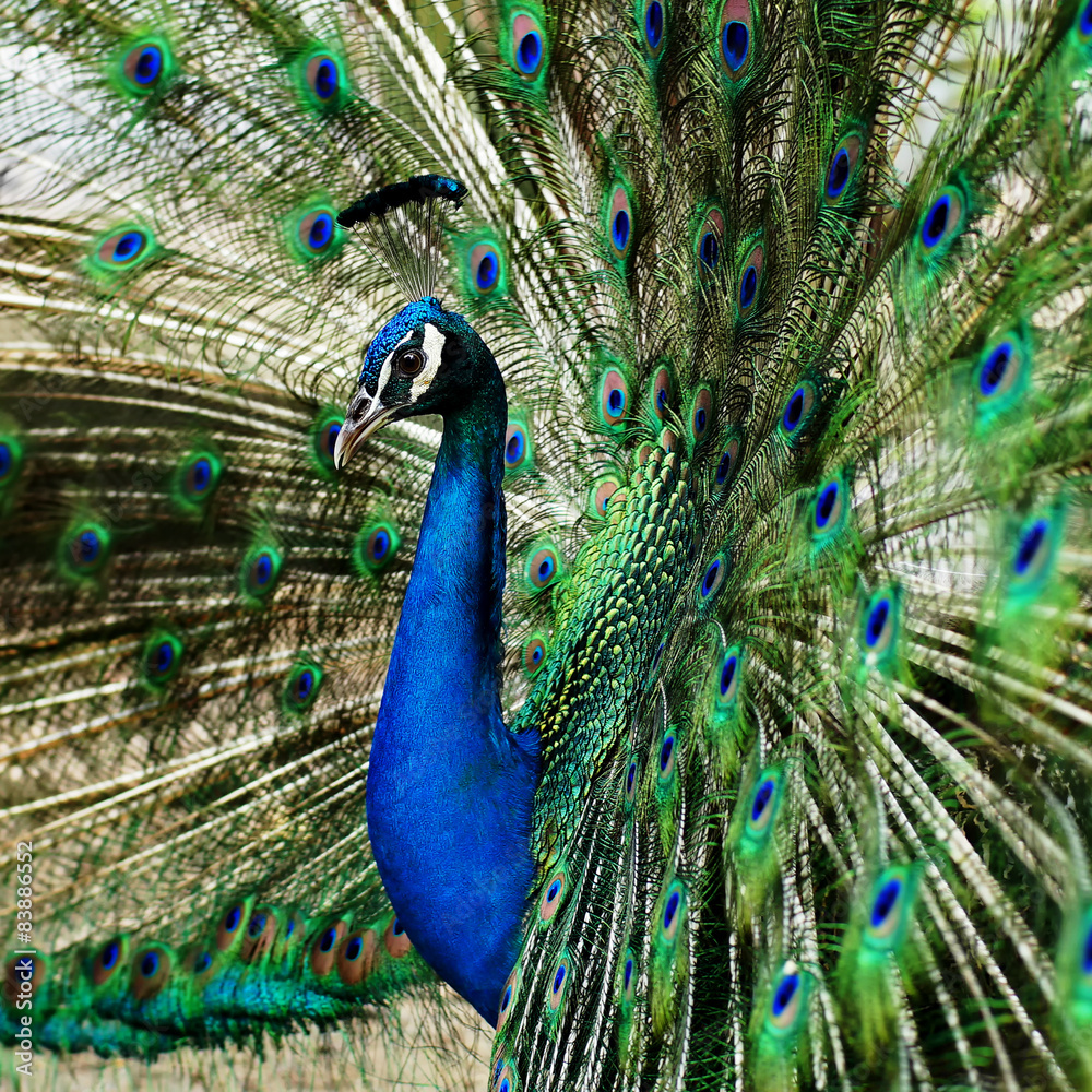 Obraz premium peacock with feathers out