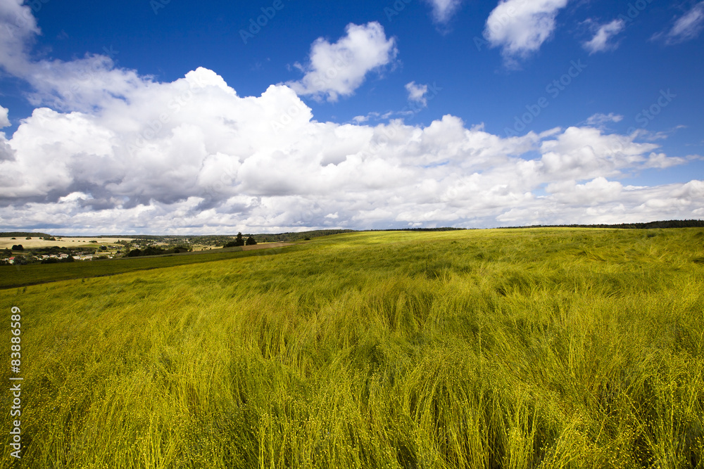 field with cereals  