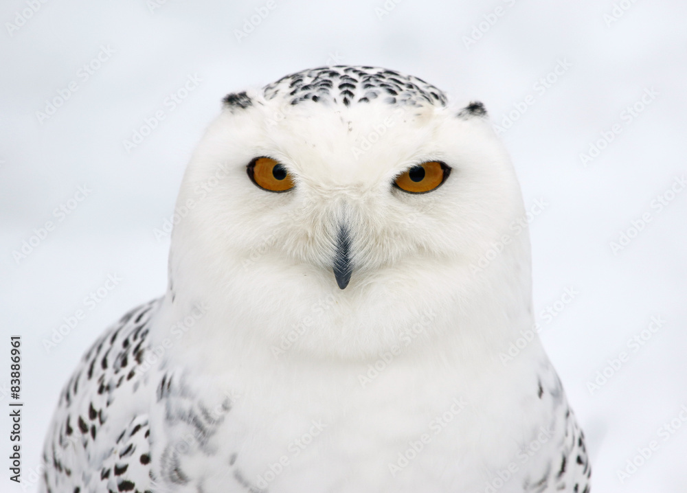 Naklejka premium Snowy Owl Profile