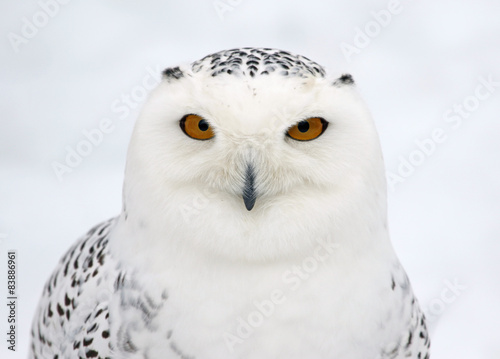 Snowy Owl Profile © Chris Hill