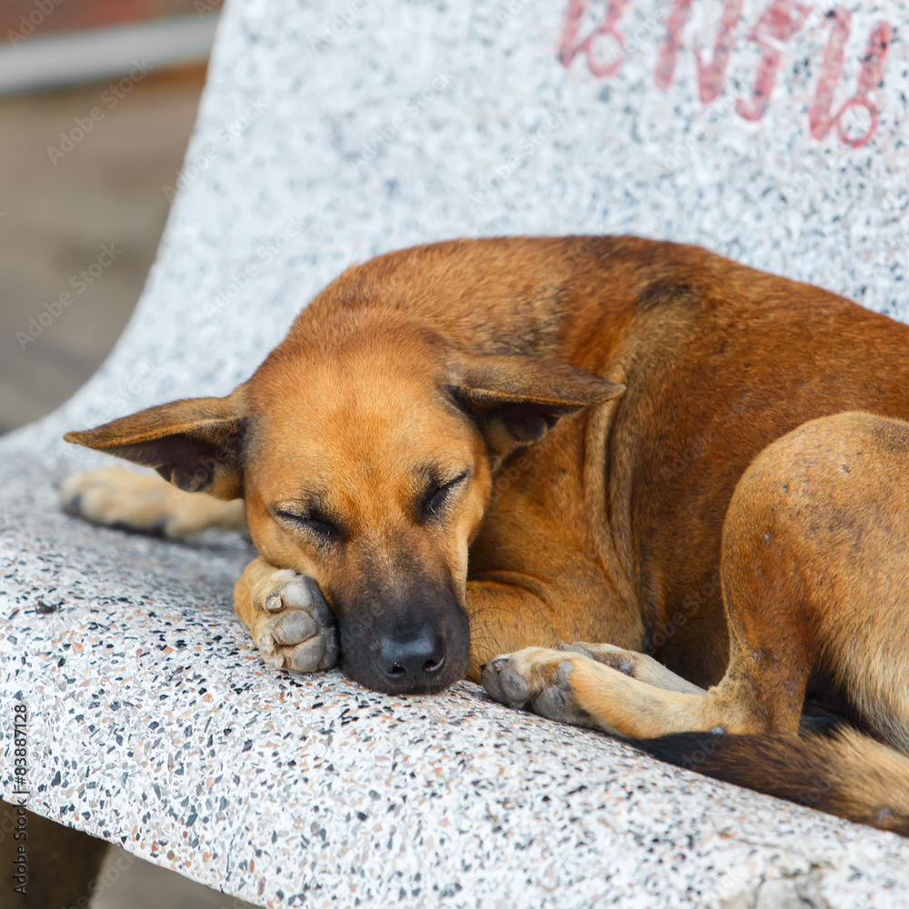 Pooch dog sleeps on bench on street