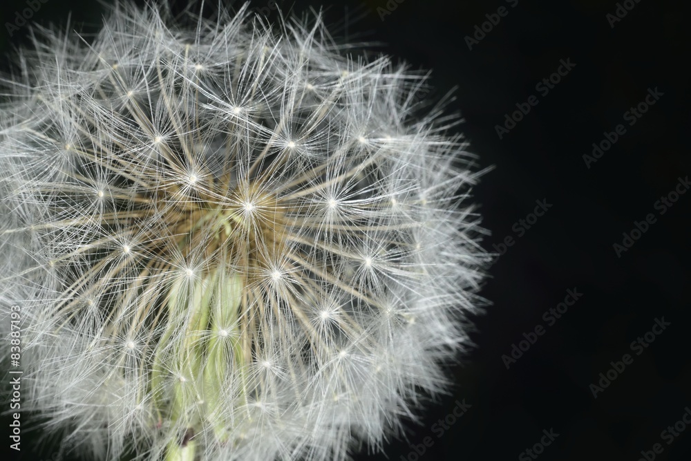 Obraz premium macro blowball