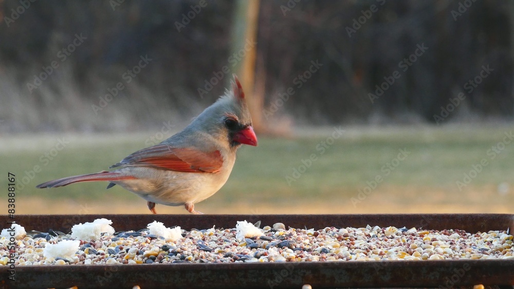 Bright Red Female and Male Cardinal Birds Eating Bird Seed
