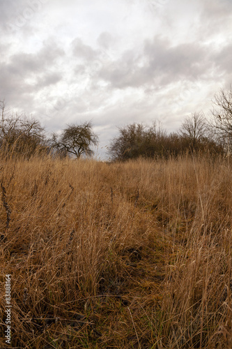 dried grass 