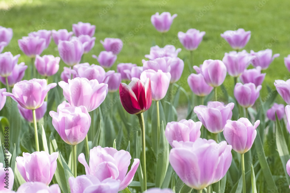 Beautiful blooming tulips Beautiful blooming tulips