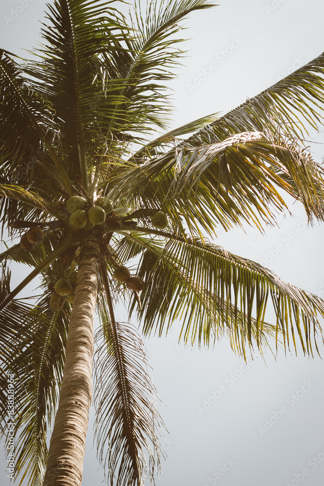 Fototapeta premium coconut palm tree