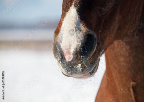 Nose of large  chestnut horse by CU in winter