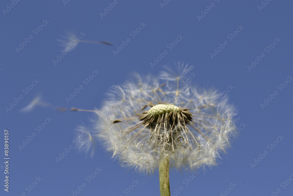 Dandelion