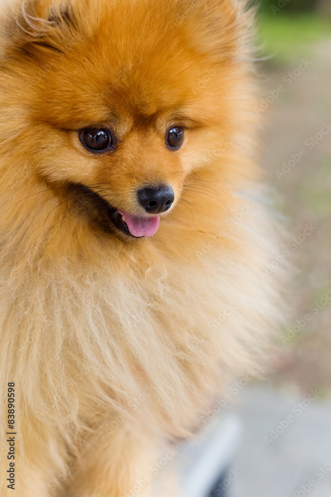 beautiful little playful pomeranian red color beautiful little playful pomeranian red color