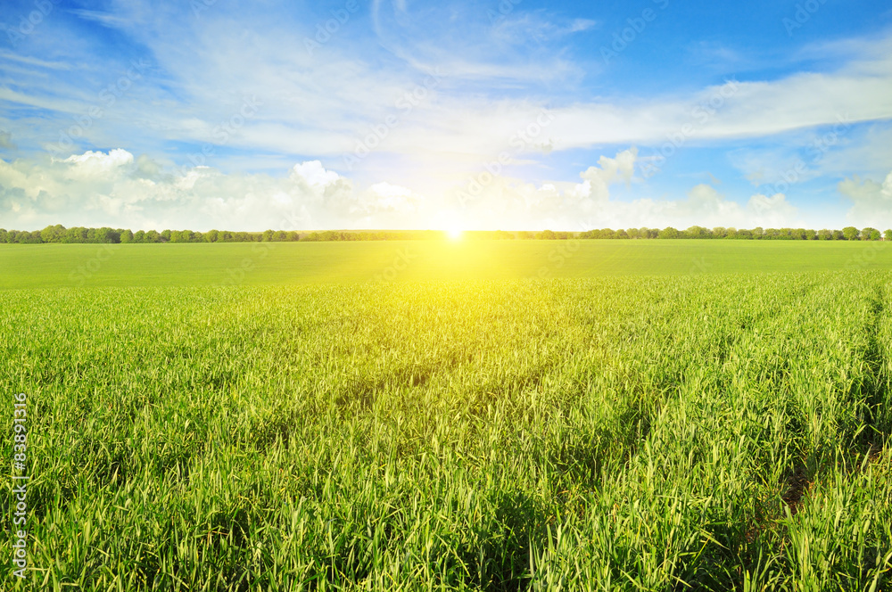 field, sunrise and blue sky