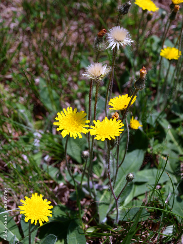 dandelions dandelions