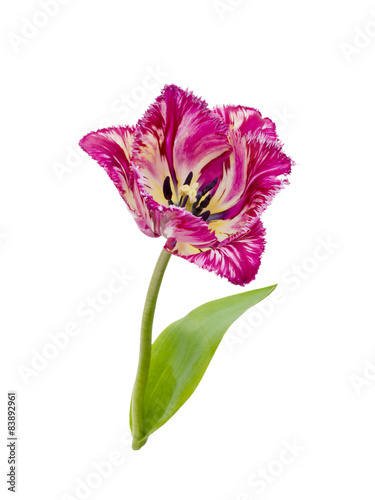 Fototapeta Naklejka Na Ścianę i Meble -  purpl fringed tulip