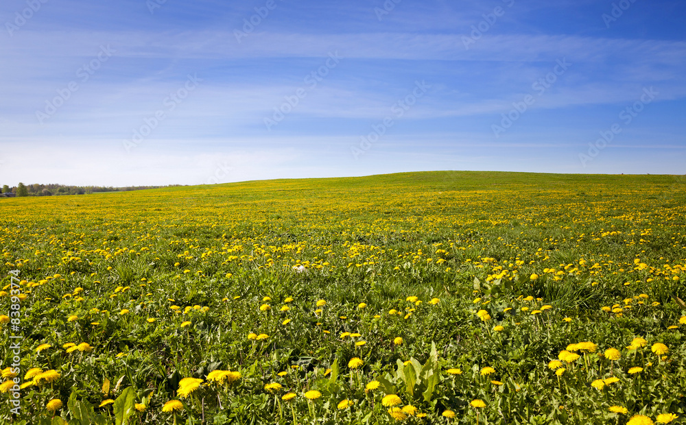 Fototapeta premium dandelions .