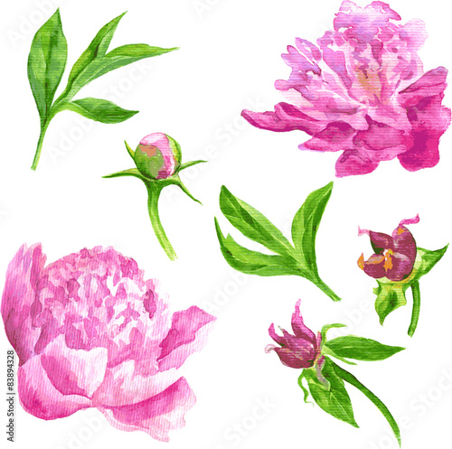 Fototapeta Naklejka Na Ścianę i Meble -  vector watercolor floral set