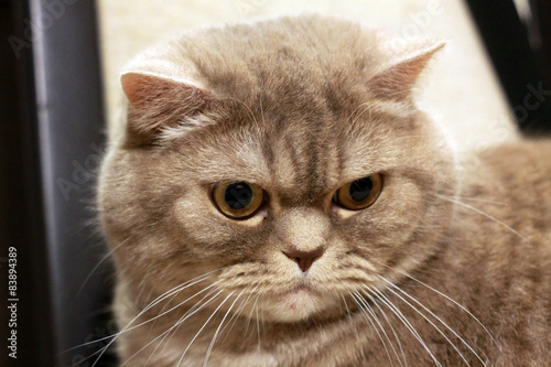 Толстый злой сердитый британский короткошерстный кот