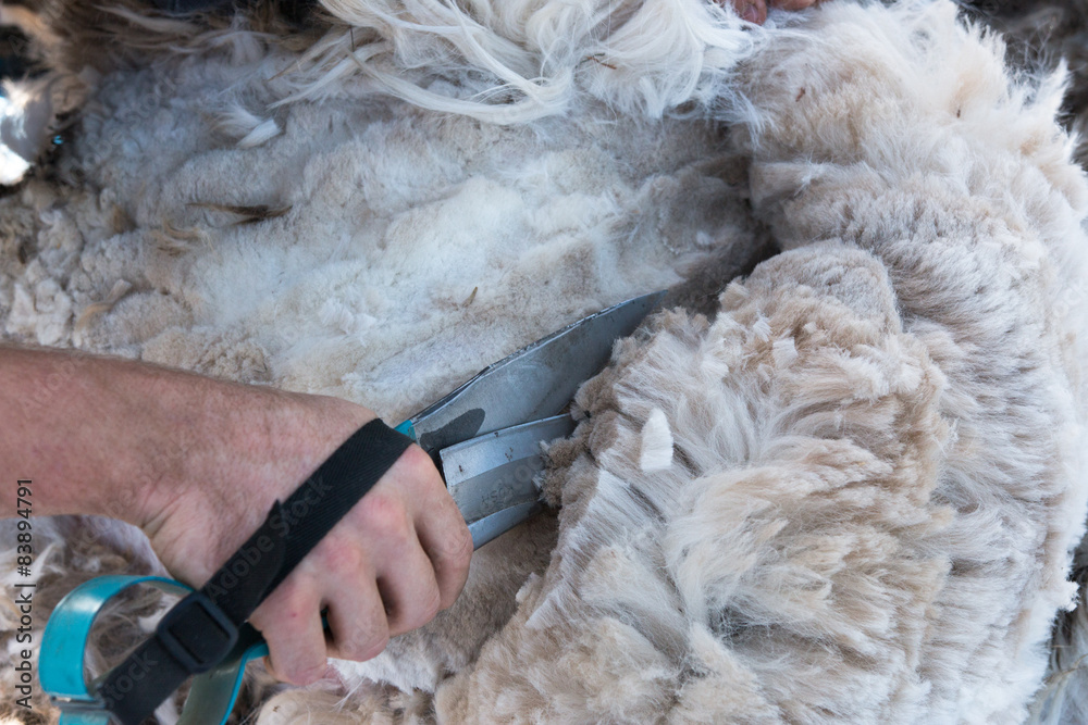 Blades go through alpaca fiber, blade shearing, New Zealand Blades go through alpaca fiber, blade shearing, New Zealand