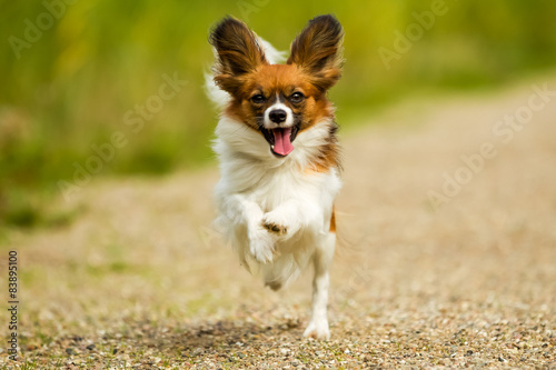 Running Papillon Dog