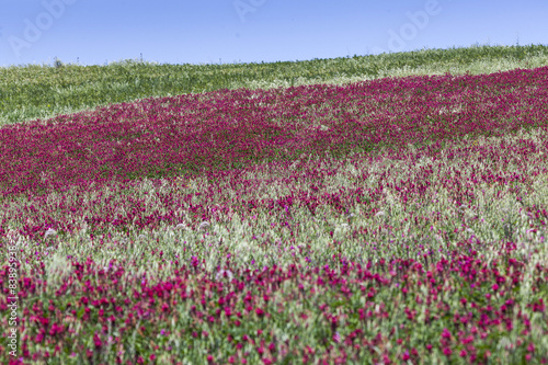 Wallpaper Mural Hedysarum coronarium Torontodigital.ca