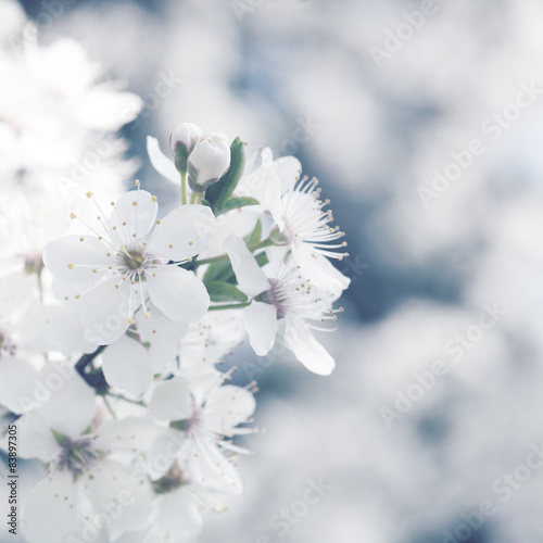Cherry flowers, abstract spring backgrounds © Dmytro Tolokonov
