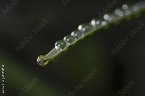 Water drops on a plant leaf