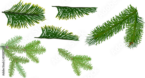 six green coniferous branches collection
