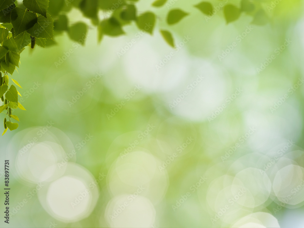 Obraz premium Abstract natural backgrounds with birch foliage and beauty bokeh