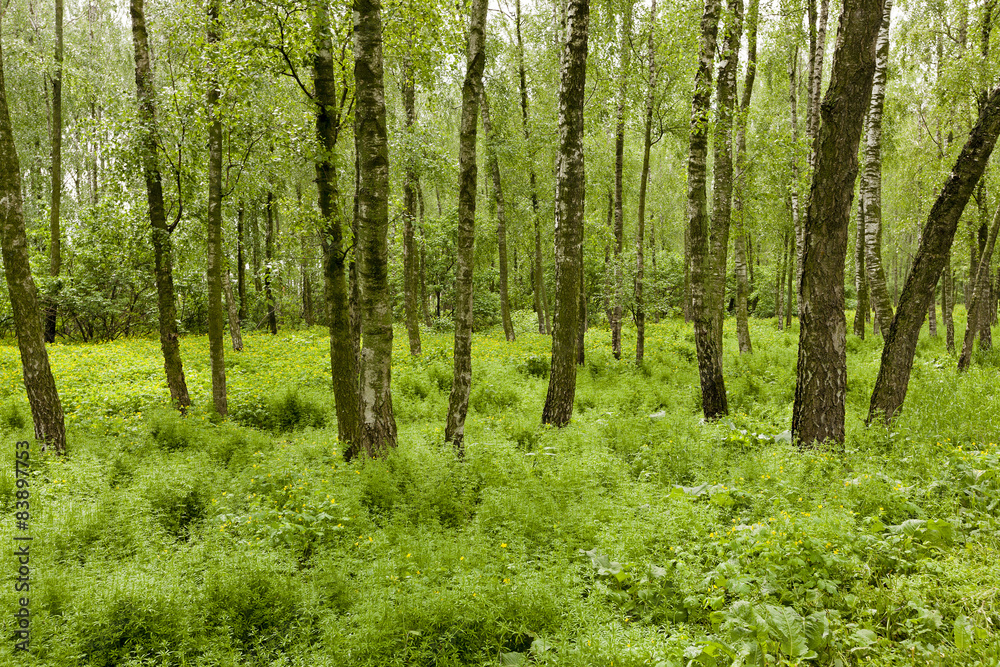 Obraz premium the marshland