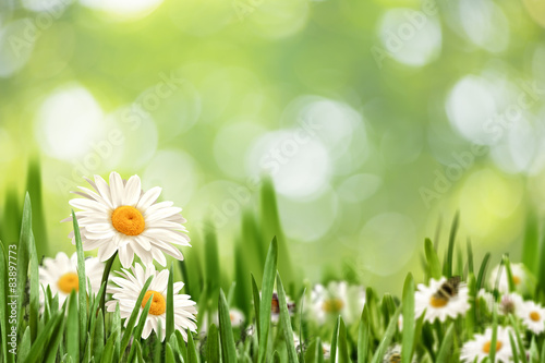 Abstract natural landscape with beauty daisy flowers and bokeh