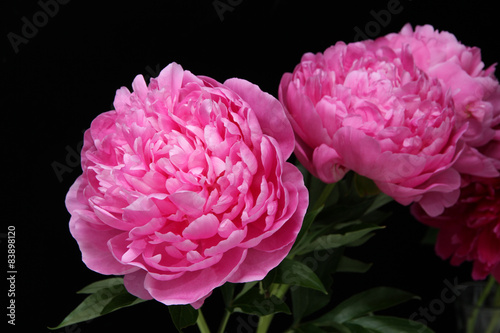 Fototapeta Naklejka Na Ścianę i Meble -  peony