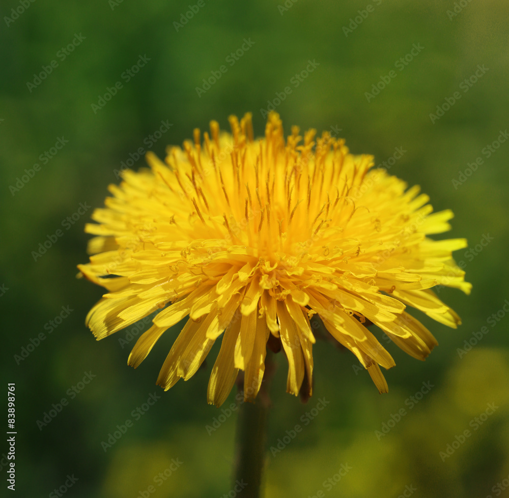 Dandelion in sun
