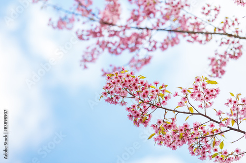 Wild Himalayan Cherry spring blossom © wittybear