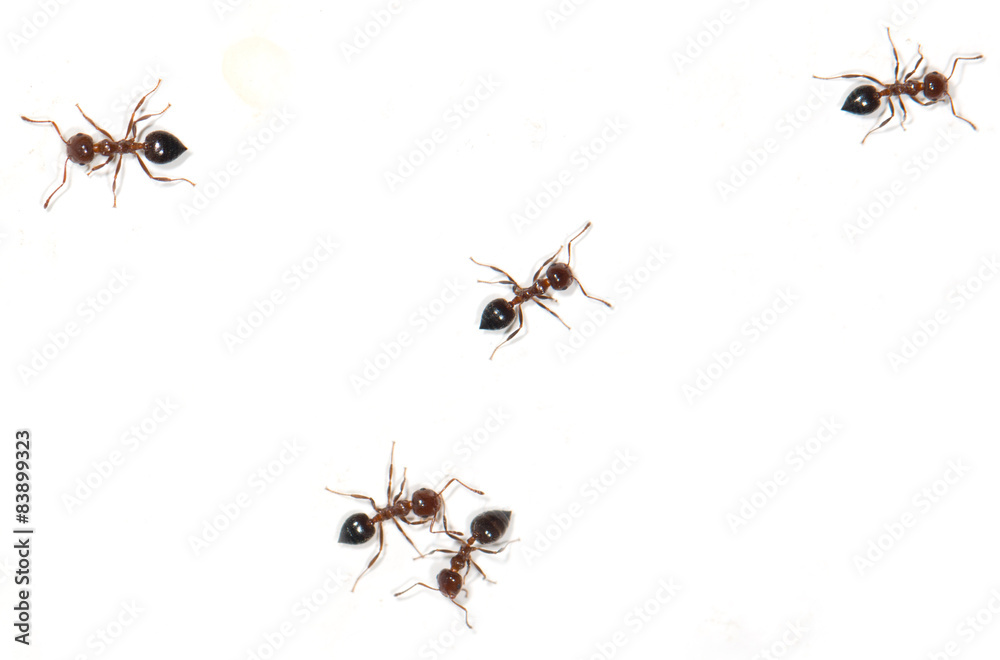 ants on a white background