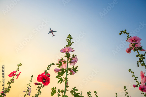 hollyhock flower garden with sunset sky and plane