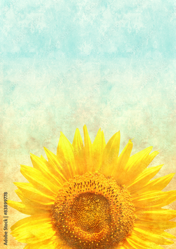 Fototapeta premium Texture of the old paper with sunflower