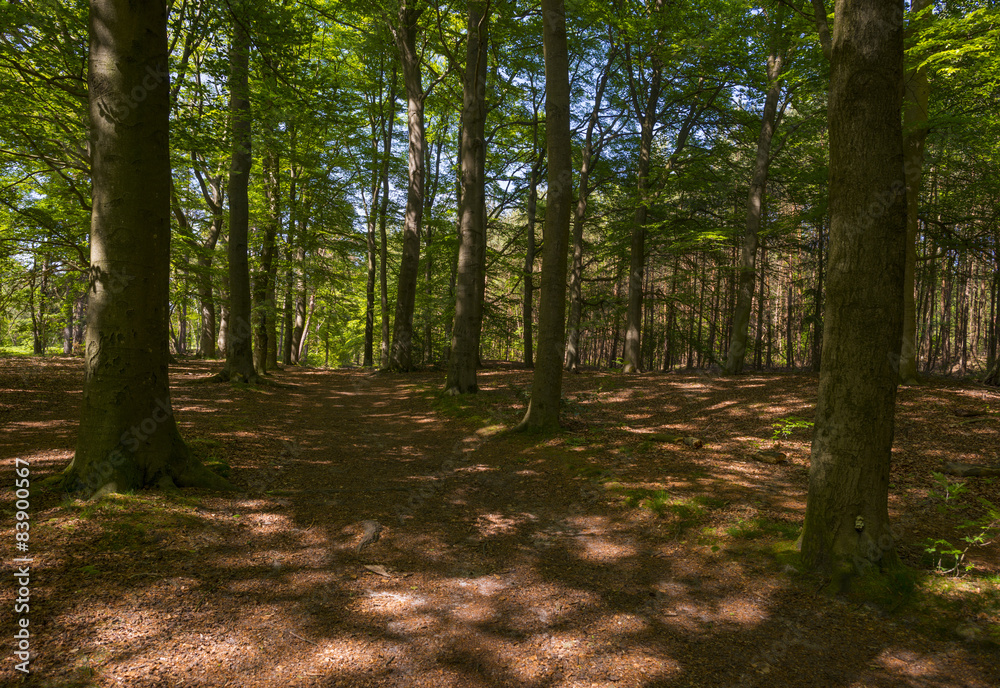 Fototapeta premium Foliage of a forest in sunlight in spring