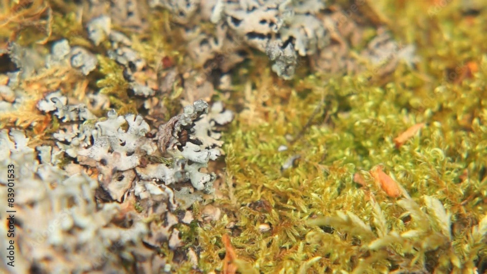 Close up of moss and lichen on the tree Close up of moss and lichen on the tree