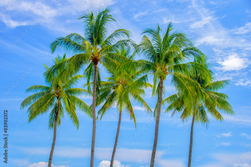 Obraz premium Group of palm trees, blue sky background