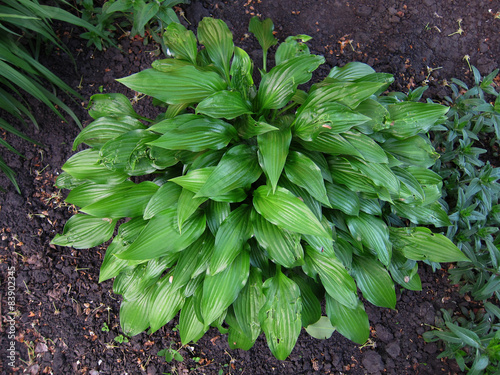 Green bush of Hosta plant