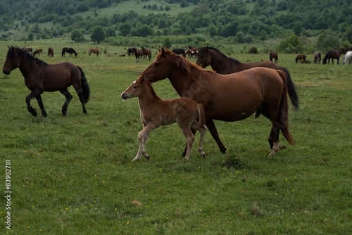 Horses in walk