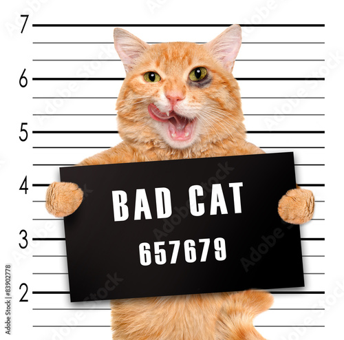 Fototapeta Naklejka Na Ścianę i Meble -  Bad cat.